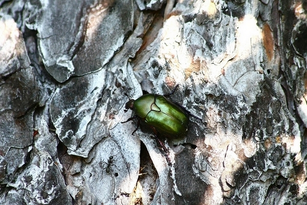 Cetonia sp.2? No. Potaetia sp.